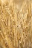 Wheat field in Tuscany, Italy.