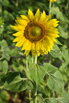 Sunflower growing in Tuscany, Italy.