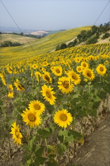Field of sunflowers and rolling hills.