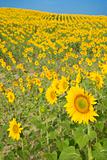 Field of sunflowers against blue sky.