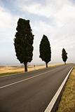 Three Mediterranean Cypress trees along rural road.