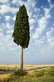 One cypress tree in field.