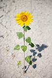 Single sunflower in dirt.