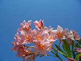 red oleander flower and bud in blue sky