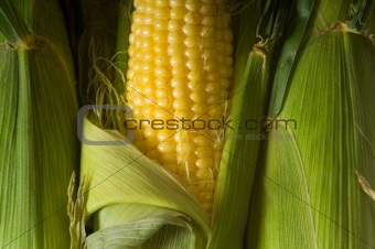 Fresh Corn on the cob