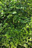 Green lush Jasmine bush