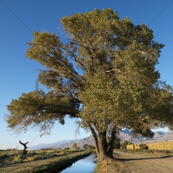 Tree by creek in rural setting of California.