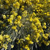 Yellow blooming bush in California.