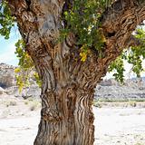 Cottonwood tree in desert Cottonwood Canyon, Utah.