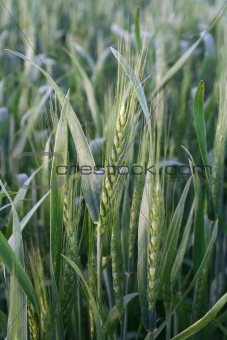 Field with wheat