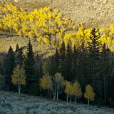 Landscape with Aspen trees in Fall color in Utah.