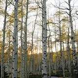 Aspen trees in Fall color in Utah.