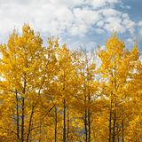 Aspen trees in yellow fall color in Wyoming.