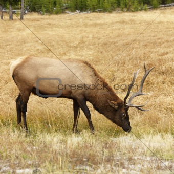 Elk grazing in Yellowstone National Park, Wyoming.
