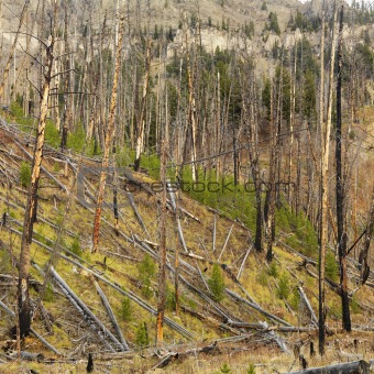New growth after forest fire.