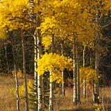 Aspen trees in fall color in Wyoming.