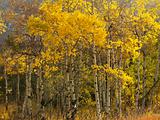 Aspen trees in fall color in Wyoming.