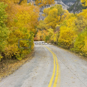 Road cutting through Aspen trees.