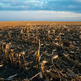 Dead cornfield in rural South Dakota.