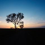 Silhouette of lone tree at sunset in rural field.