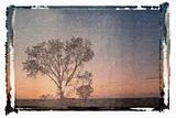 Polaroid transfer of silhouette of lone tree at sunset in rural 
