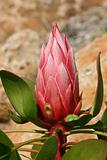 Protea Pink