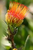 Pincushion Protea - Leucospermum