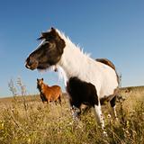 Two Falabella miniature horses in field.