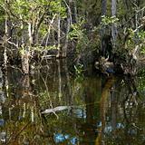 Alligator swimming in Florida Everglades.