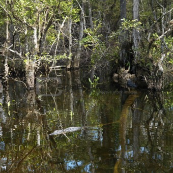 Alligator swimming in Florida Everglades.