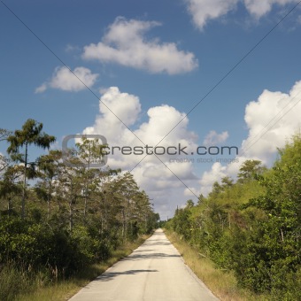 Road in Florida Everglades.