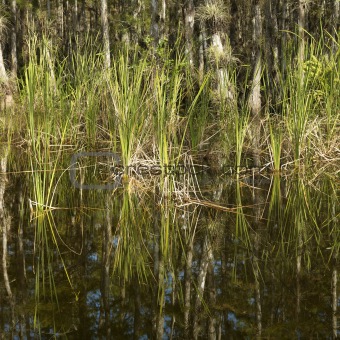 Wetland in Florida Everglades.