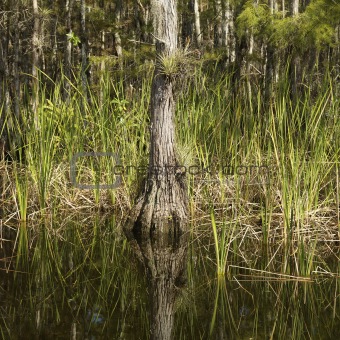 Wetland in Florida Everglades.