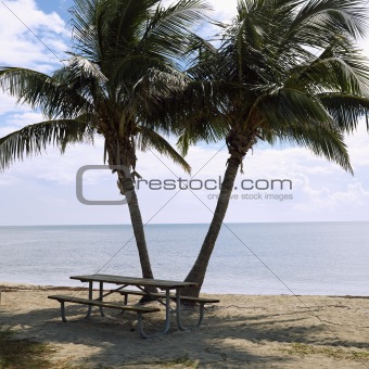 Picnic table with palm trees on beach in Florida Keys, Florida, 