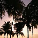 Palm trees at sunset in Miami, Florida, USA.