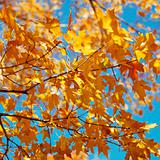 Maple tree in Fall color.