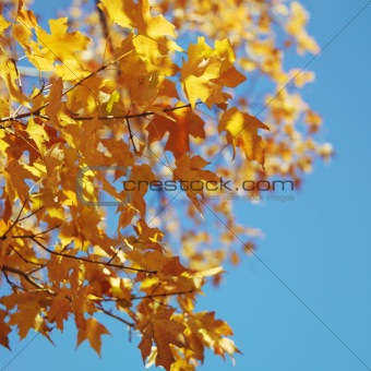 Maple tree in Fall color.