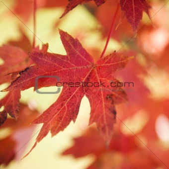 Red autumn maple leaf.