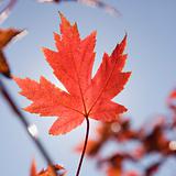 Single red autumn maple leaf with blue sky in background.