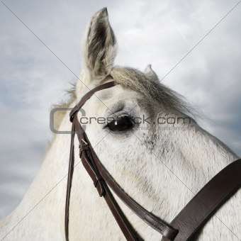 White horse's head wearing bridle.