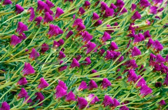 Pattern of violet flowers