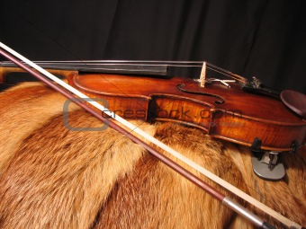 violin on the fur-coat