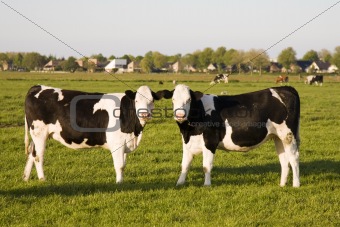 		Dutch cows