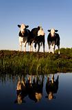 		
Dutch cows
