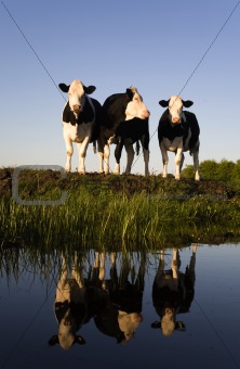 		Dutch cows