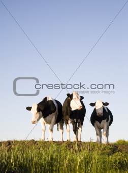 Dutch cows