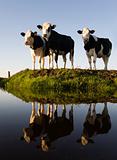 Dutch cows