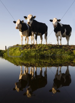 
Dutch cows
