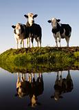 Dutch cows