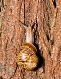 Closeup of a snail on a wet tree bark